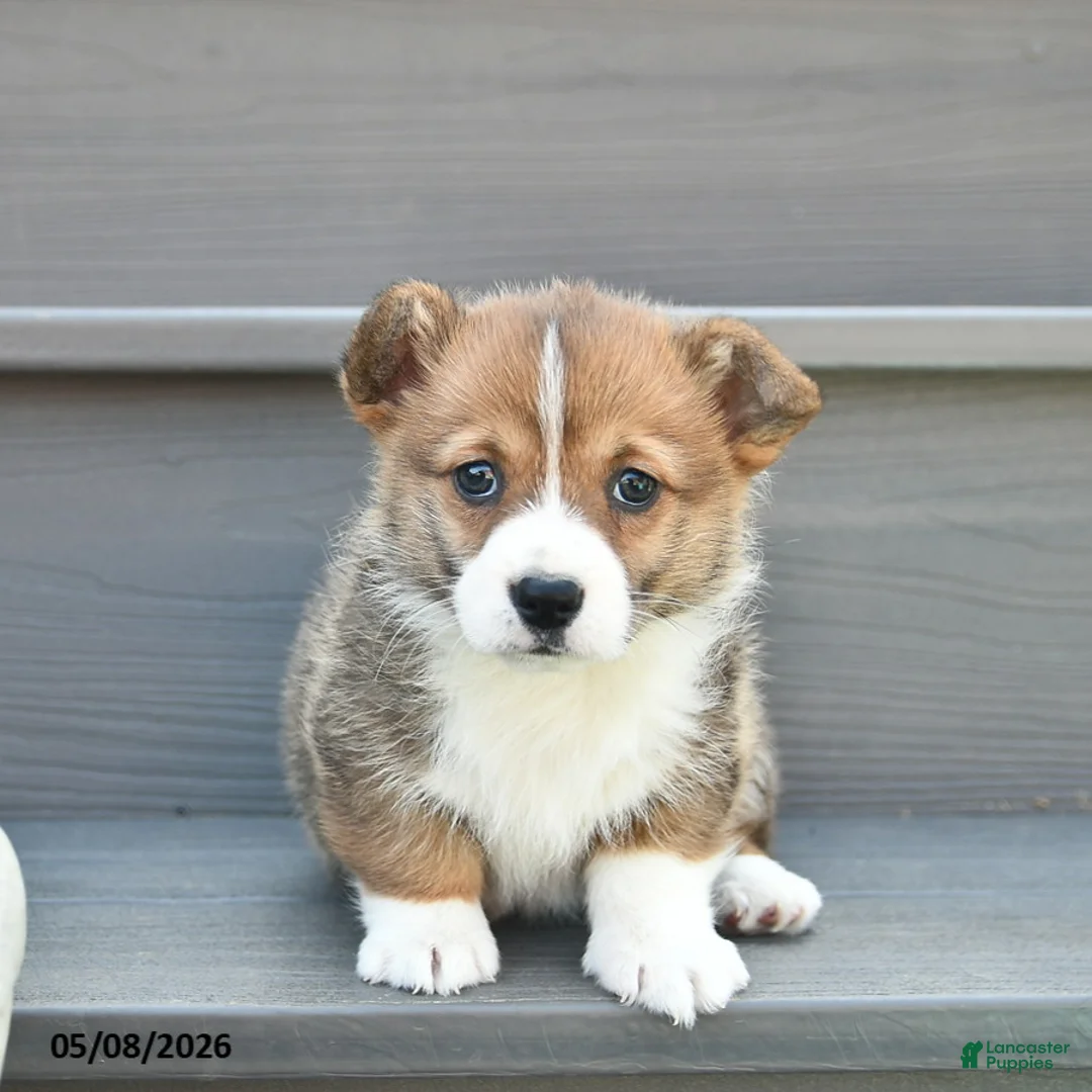 Welsh Corgi Pembroke dogs for sale: Lexi  - Ad 2