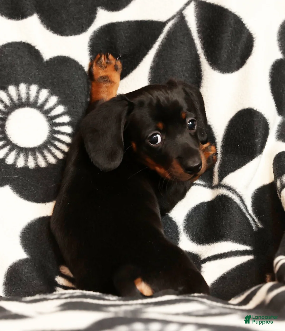 Miniature Dachshund dogs for sale: Roger - Ad 7