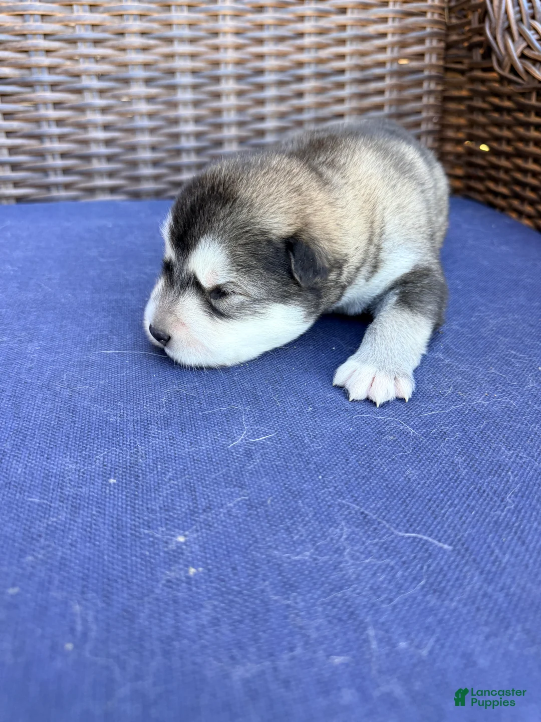Alaskan Malamute dogs for sale: Alaskan Malamute Puppy 2 - Ad 3