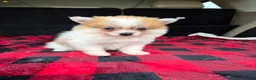 Pomeranian dogs for sale: Sally  - Ad 4