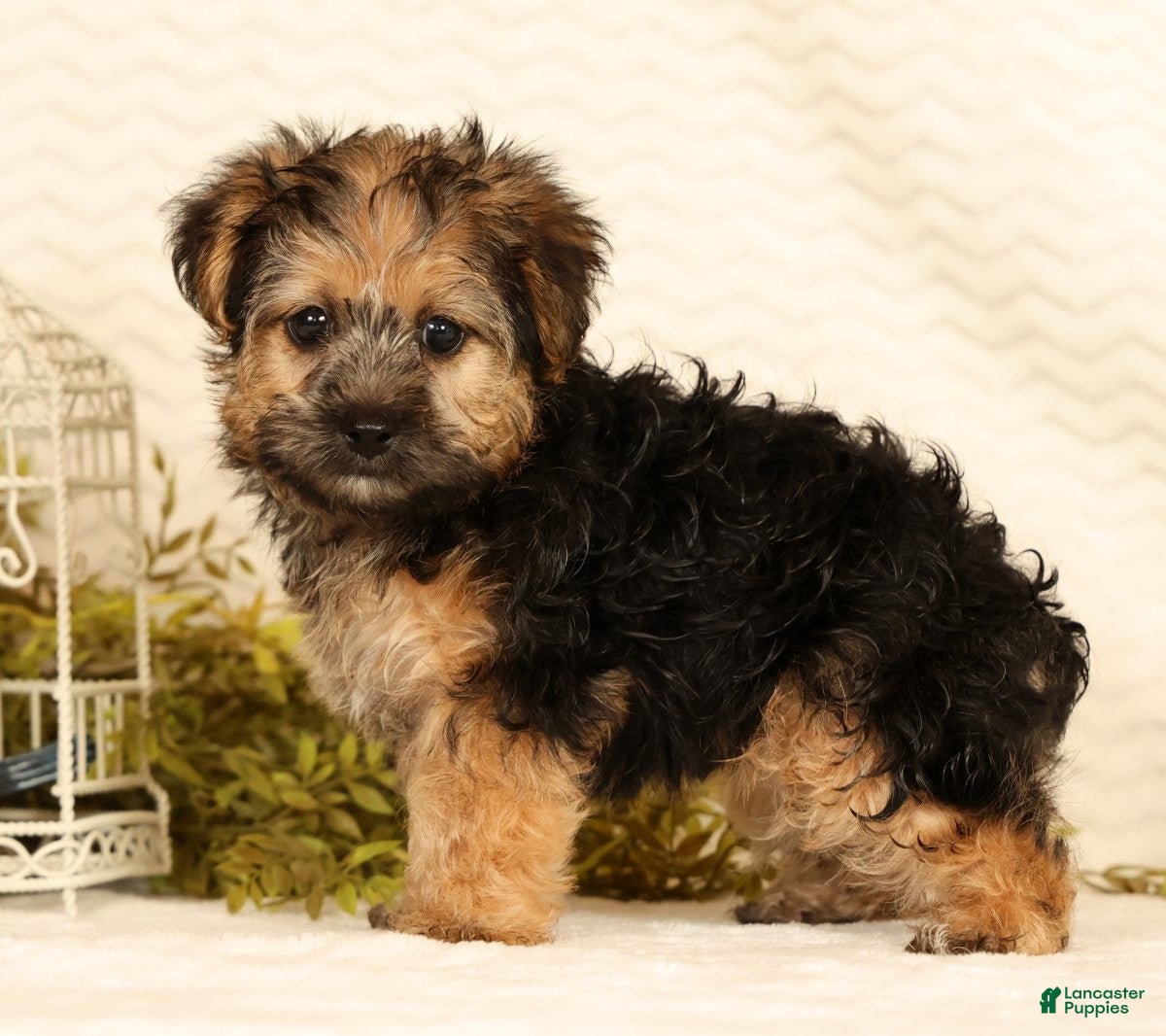 Yorkiepoo dogs Rio - Ad 1