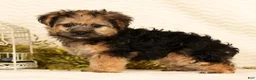 Yorkiepoo dogs for sale: Rio - Ad 5