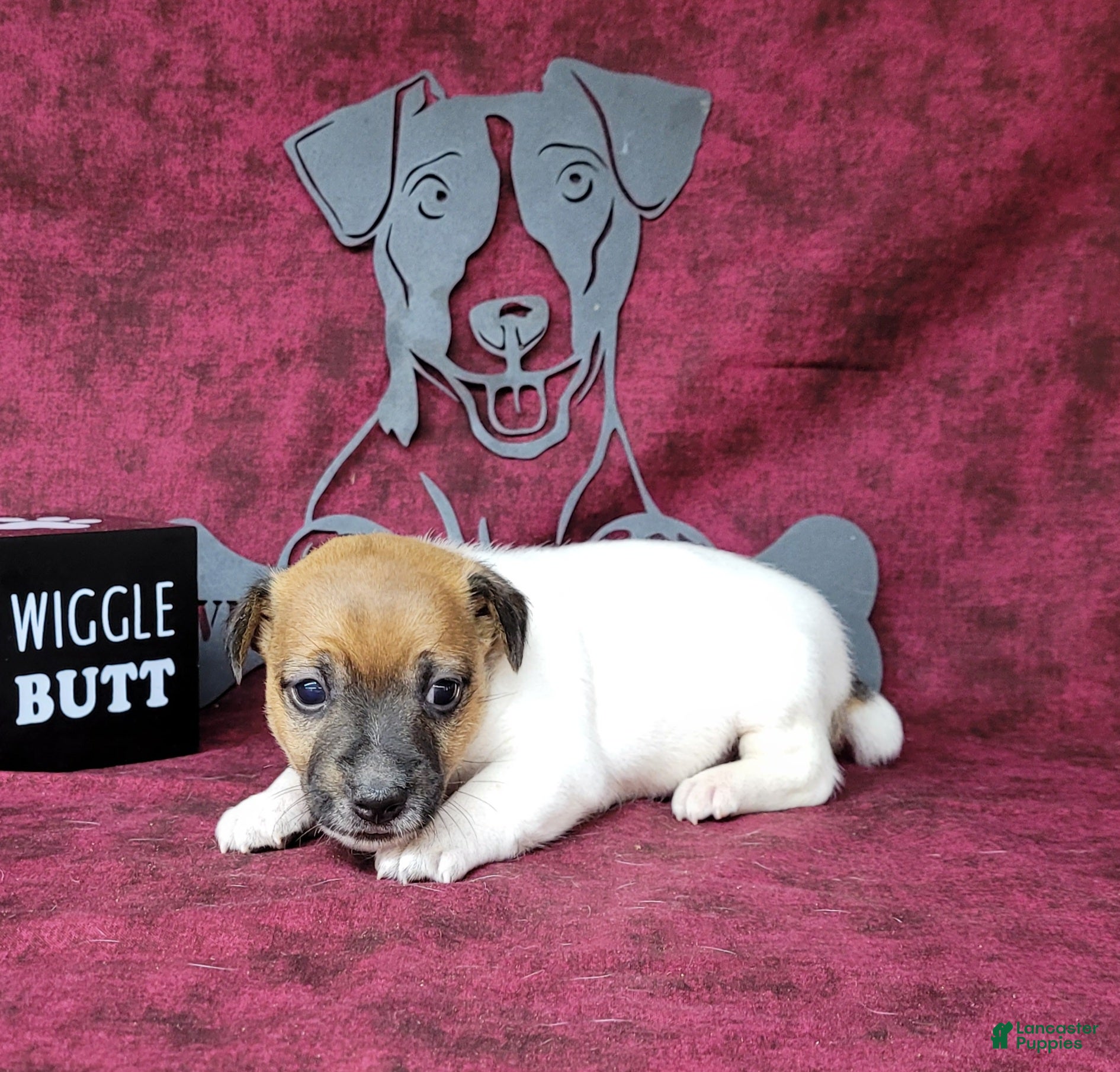 Jack Russell Terrier dogs CKC "Roxi" delivery available  - Ad 2