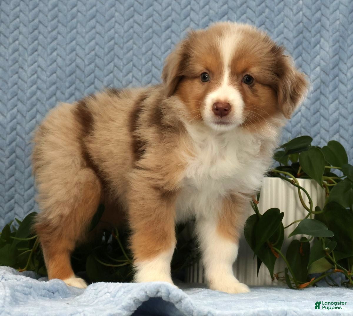 Miniature Australian Shepherd dogs Remi - Ad 1