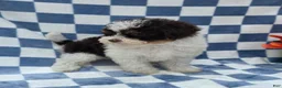 Yorkiepoo dogs for sale: Klarity  - Ad 4