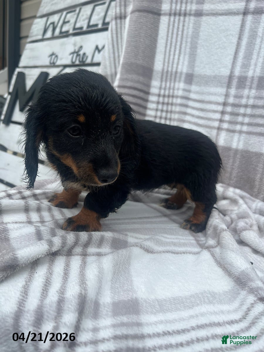 Miniature Dachshund dogs Anna - Ad 1