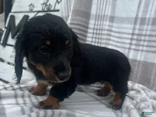 Miniature Dachshund dogs for sale: Anna - Ad 1
