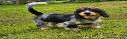 Mixed Breed dogs for sale: Schweenie Male - Ad 1