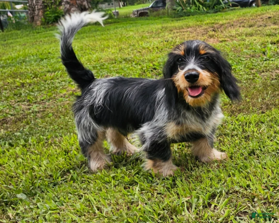 Mixed Breed dogs for sale: Schweenie Male - Ad 1