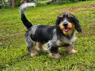 Mixed Breed dogs Schweenie Male - Ad 12