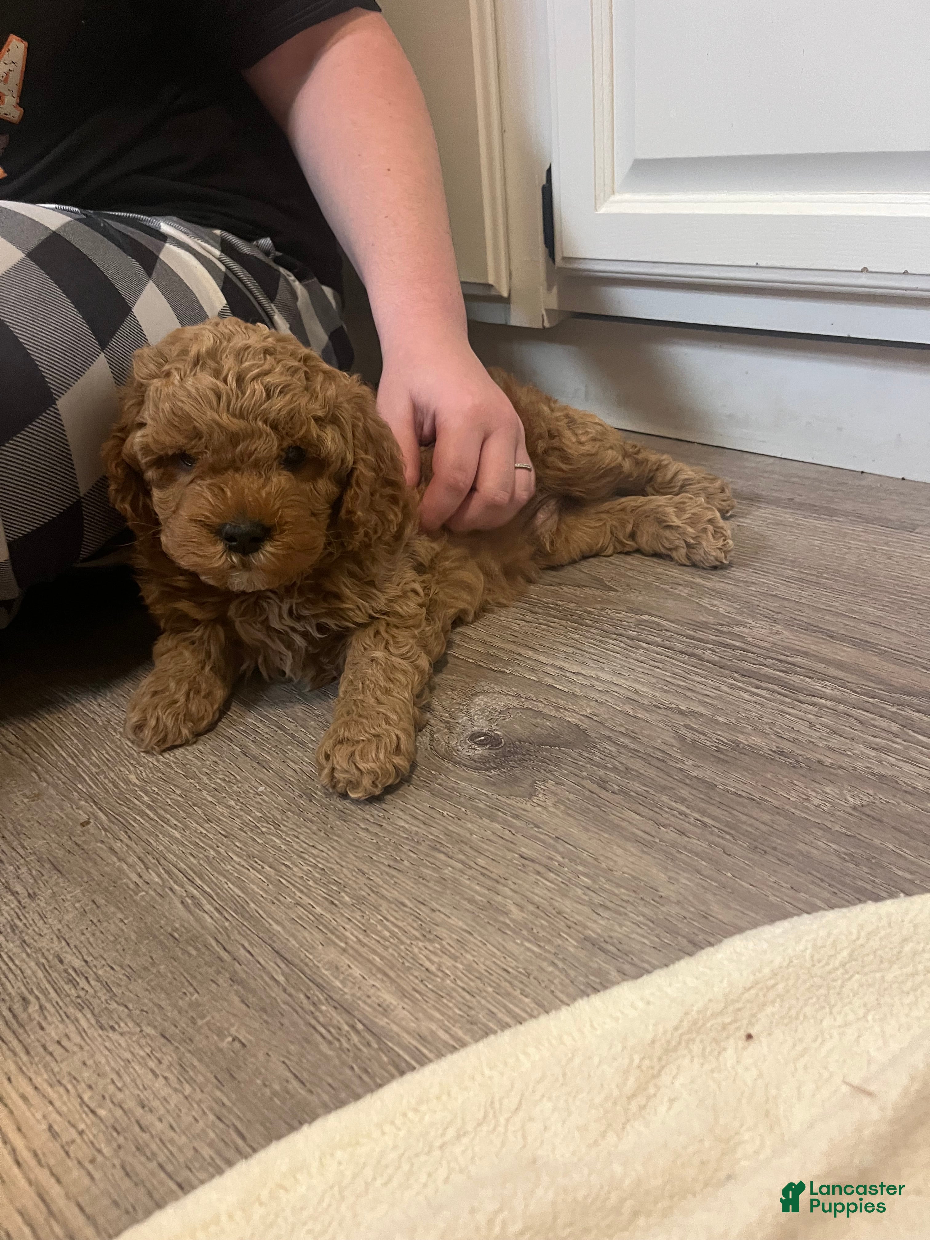 Mini Goldendoodle dogs Maverick - Ad 13
