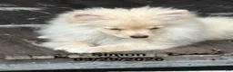 Pomeranian dogs for sale: Simon - Ad 4
