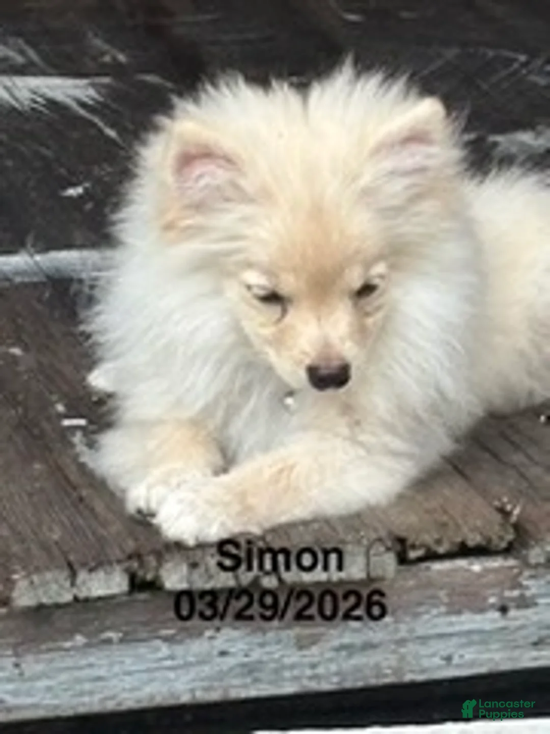 Pomeranian dogs for sale: Simon - Ad 4