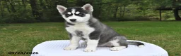 Siberian Husky dogs for sale: Abby - Ad 3