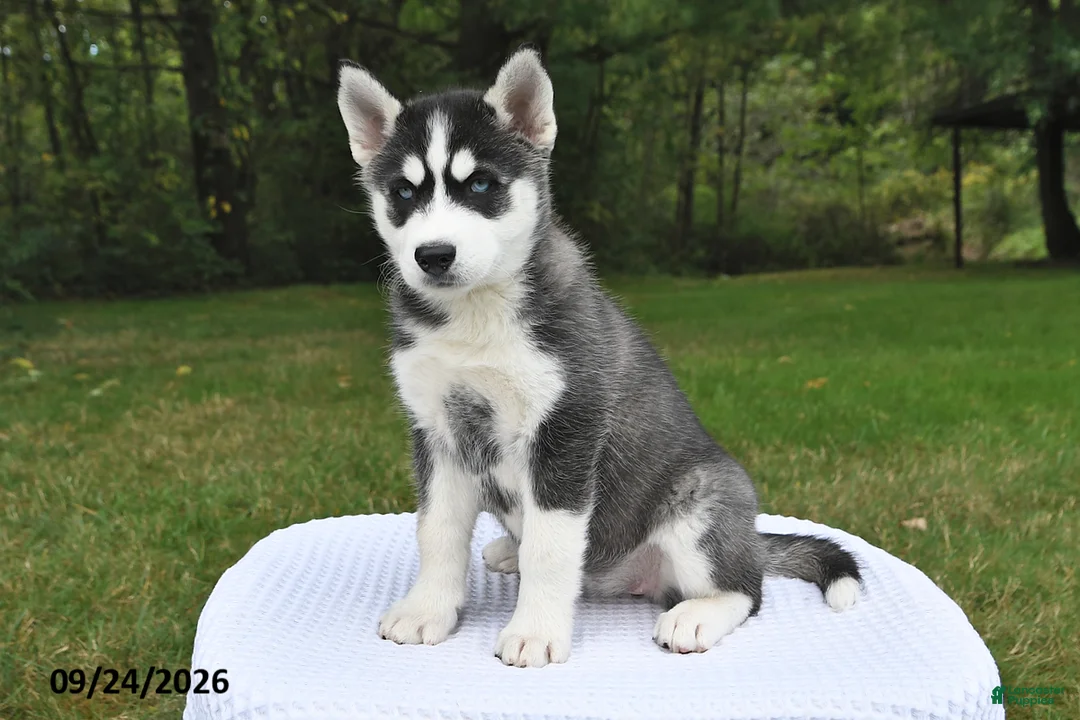 Siberian Husky dogs for sale: Abby - Ad 3