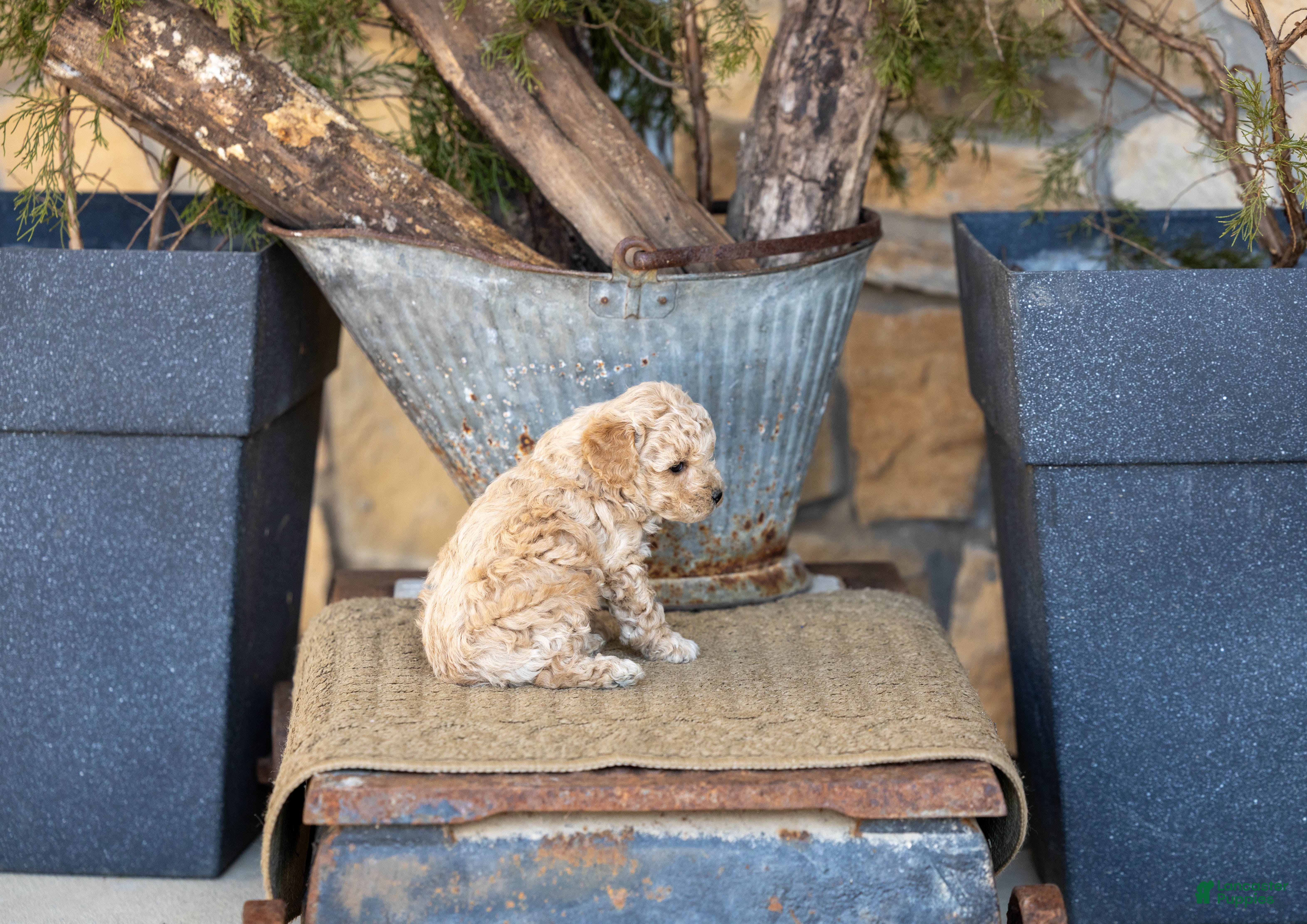 Miniature Poodle dogs AKC Beau - Ad 2