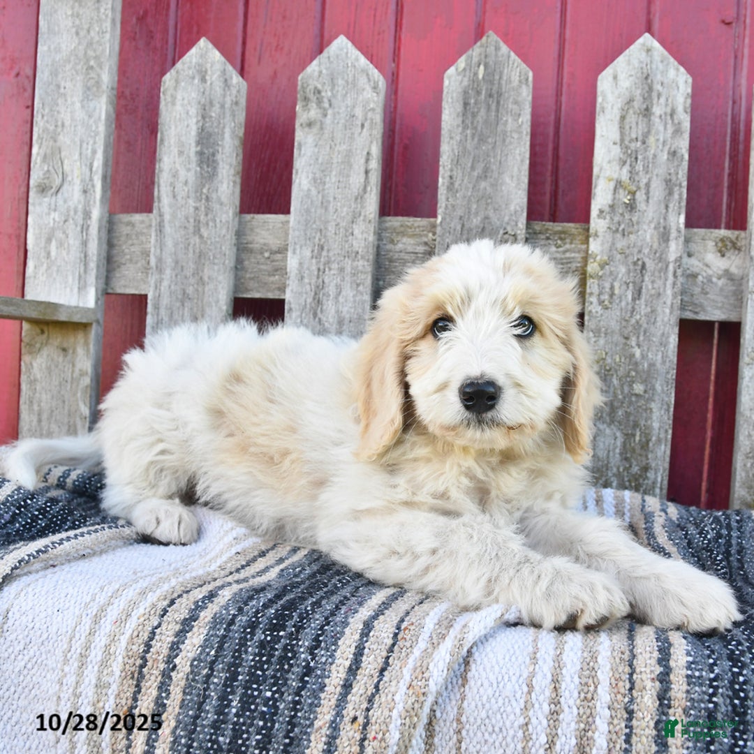 Bernedoodle dogs for sale: Boomer - Ad 6