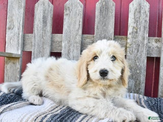 Bernedoodle dogs - Ad 15