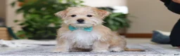 Morkie dogs for sale: Rory - Ad 4