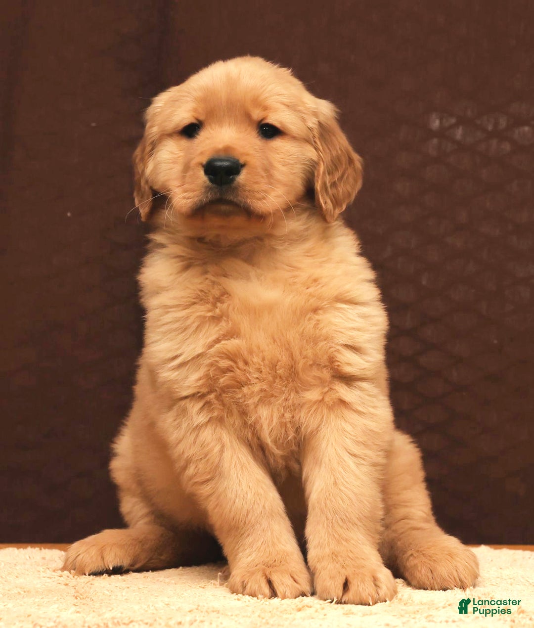 Golden Retriever dogs for sale: Flint - Ad 6