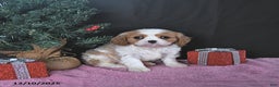 Cavalier King Charles Spaniel dogs for sale: Kailey CHAMPION BLOODLINE - Ad 1