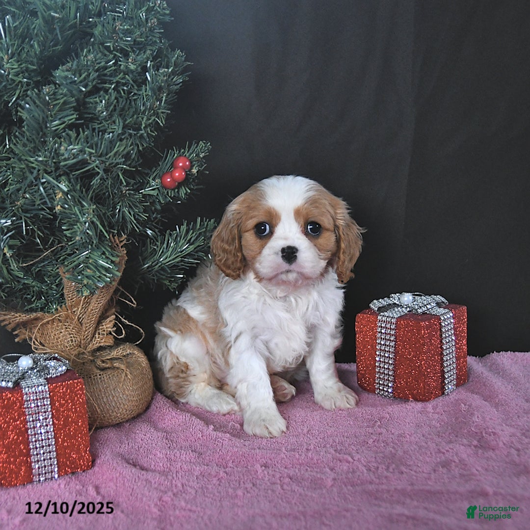 Cavalier King Charles Spaniel dogs for sale: Kailey CHAMPION BLOODLINE - Ad 1
