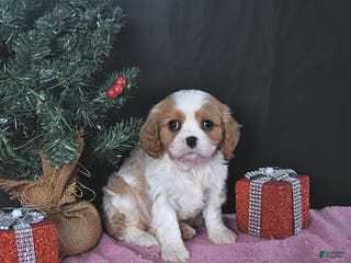 Cavalier King Charles Spaniel dogs Kailey CHAMPION BLOODLINE - Ad 25
