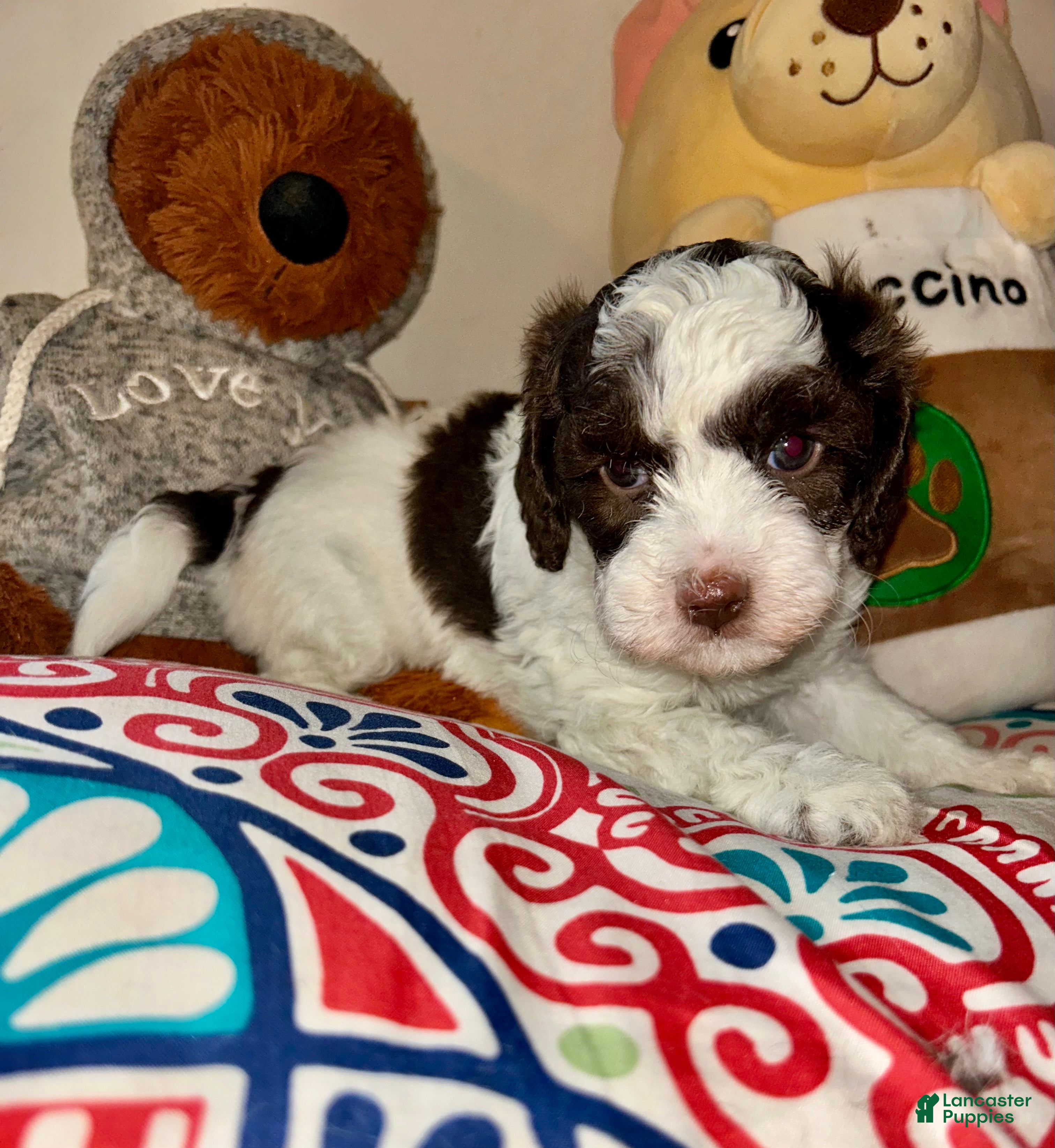 Cavapoo dogs for sale: Love - Ad 1