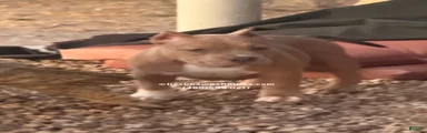 American Bully 2