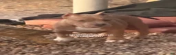 American Bully dogs for sale: American Bully 2 - Ad 1