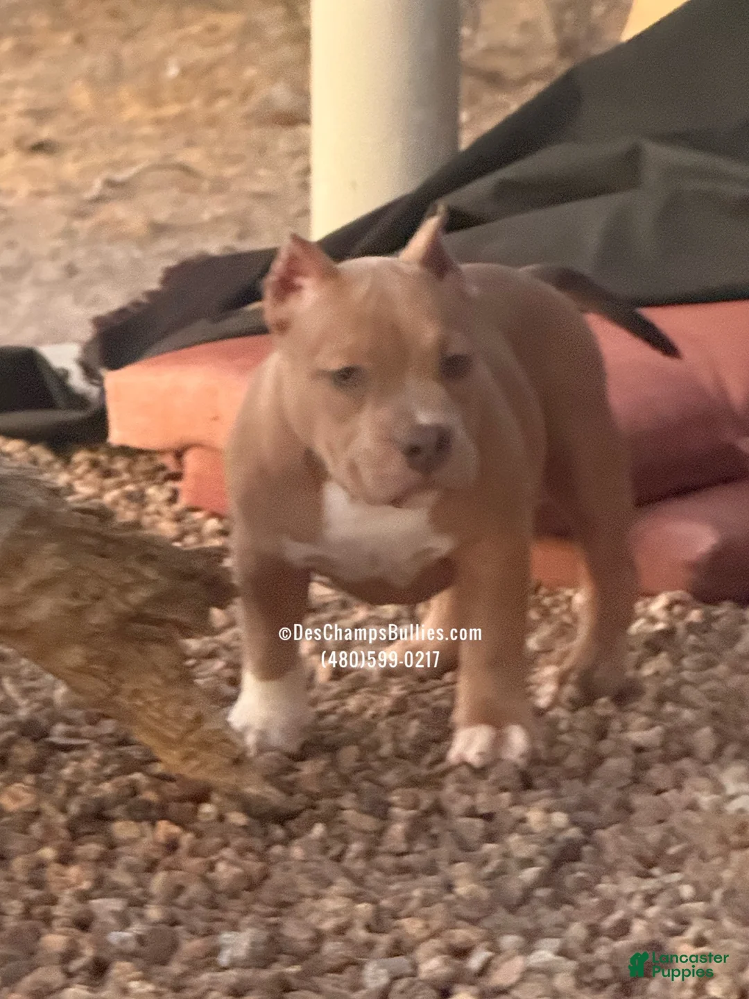American Bully dogs for sale: American Bully 2 - Ad 1