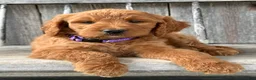 Irish Doodle dogs for sale: Charlotte  - Ad 11