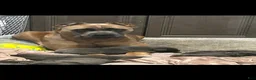 Cane Corso dogs for sale: Cane Corso Puppy 4 - Ad 4