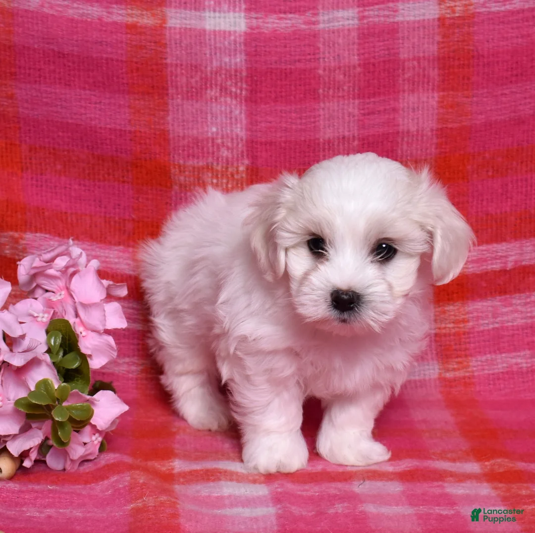 Coton De Tulear dogs for sale: Colby  - Ad 5