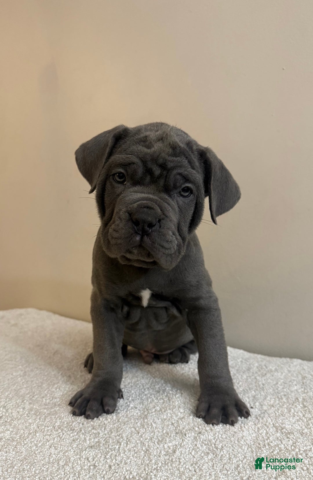 Cane Corso dogs for sale: Hulk  - Ad 8
