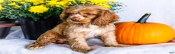 Cocker Spaniel dogs for sale: Lilly - Ad 7