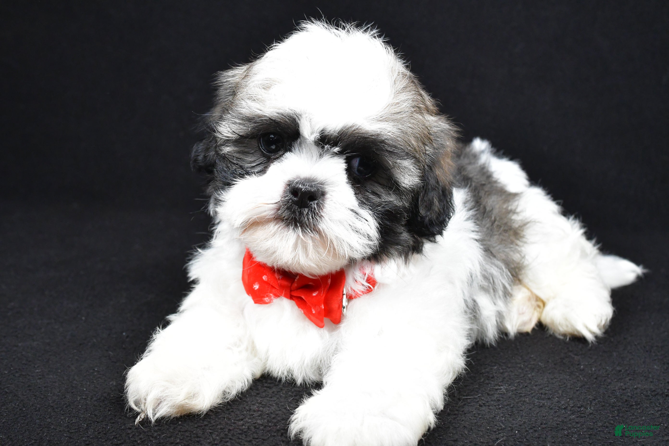 Shih Tzu dogs Davy - Ad 2