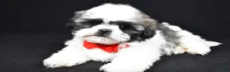 Shih Tzu dogs for sale: Davy - Ad 2