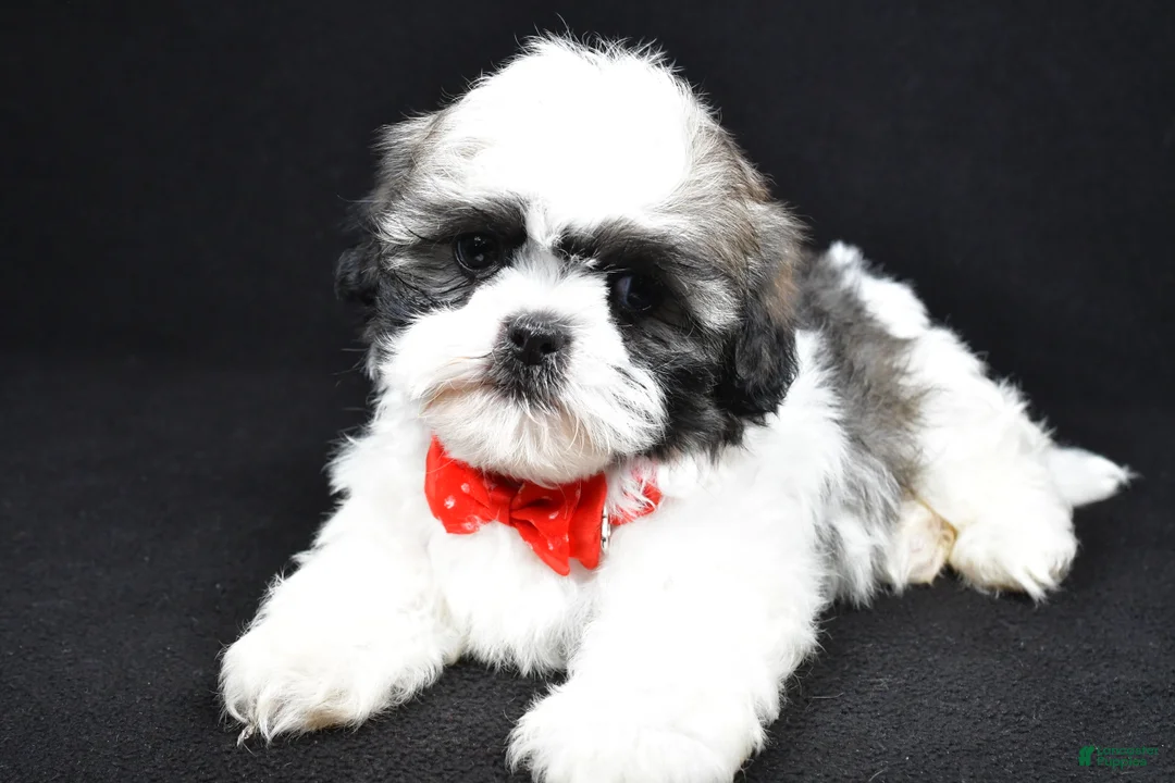 Shih Tzu dogs for sale: Davy - Ad 2
