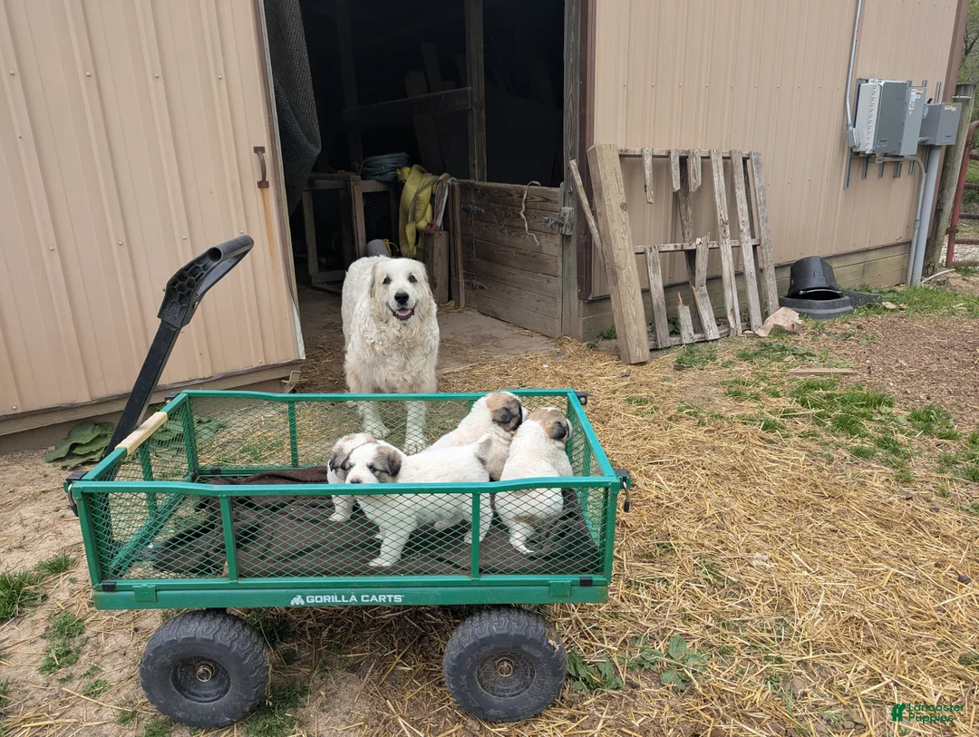 Great Pyrenees dogs for sale: Great Pyrenees Puppy - Ad 2