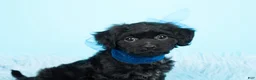 Shihpoo dogs for sale: Baby Yoda - Ad 2