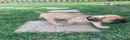 Cane Corso dogs for sale: Cane Corso 10 - Ad 2
