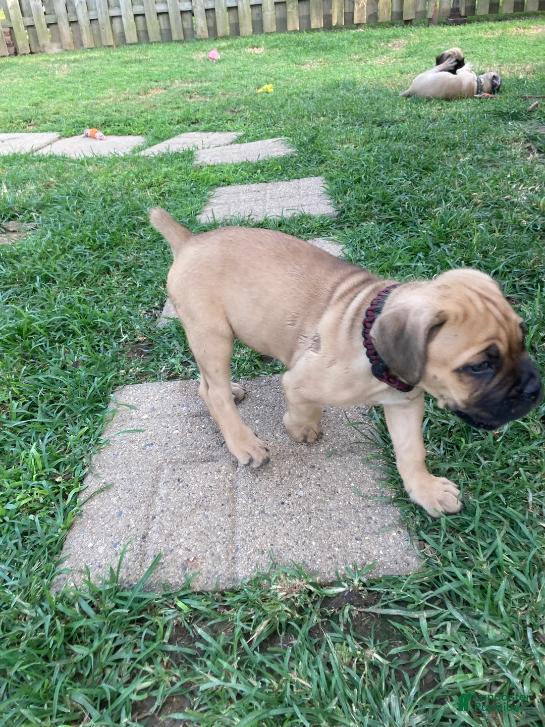Cane Corso dogs for sale: Cane Corso 10 - Ad 2