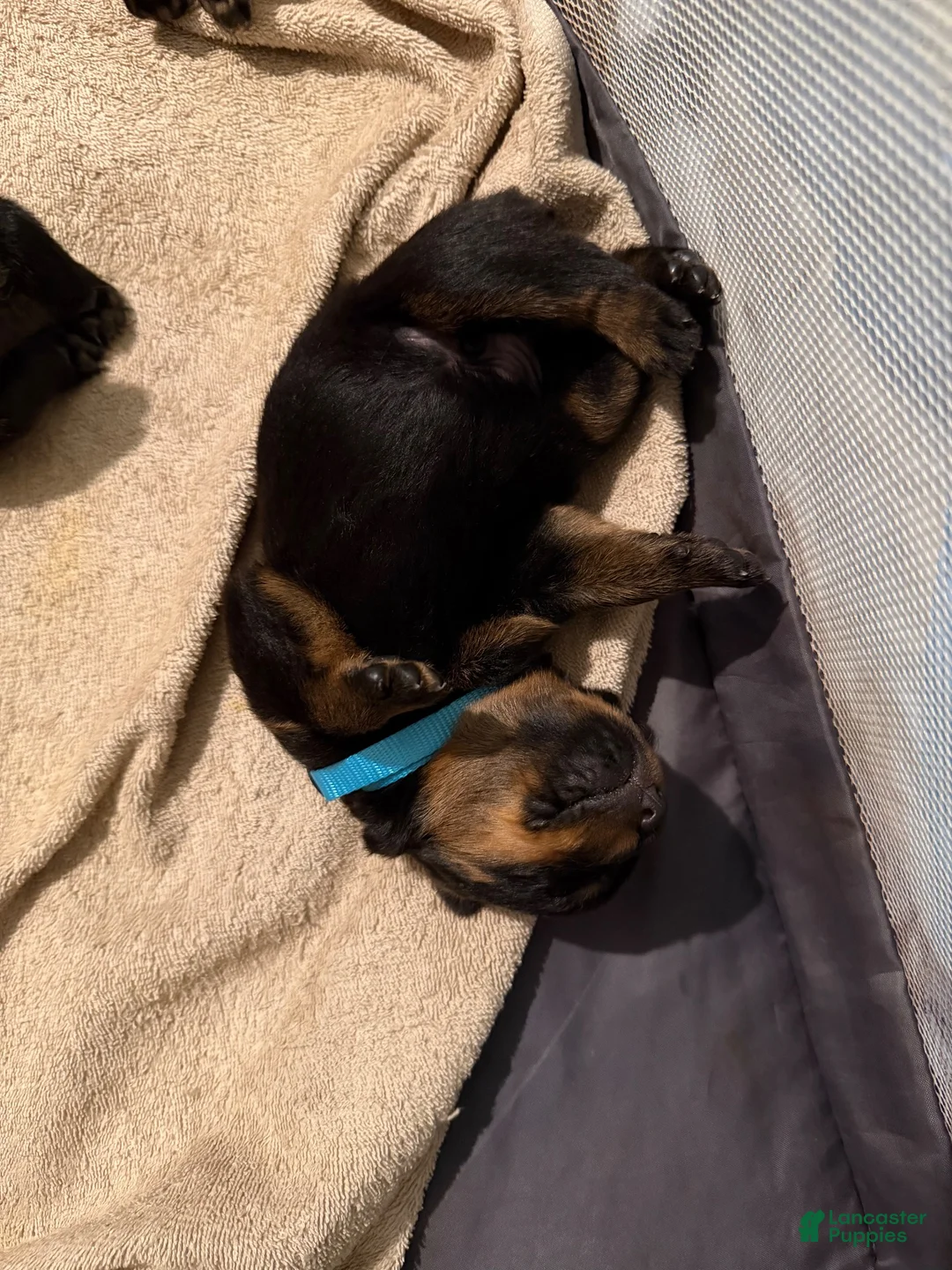 Rottweiler dogs for sale: Rottweiler 5 baby blue collar - Ad 1