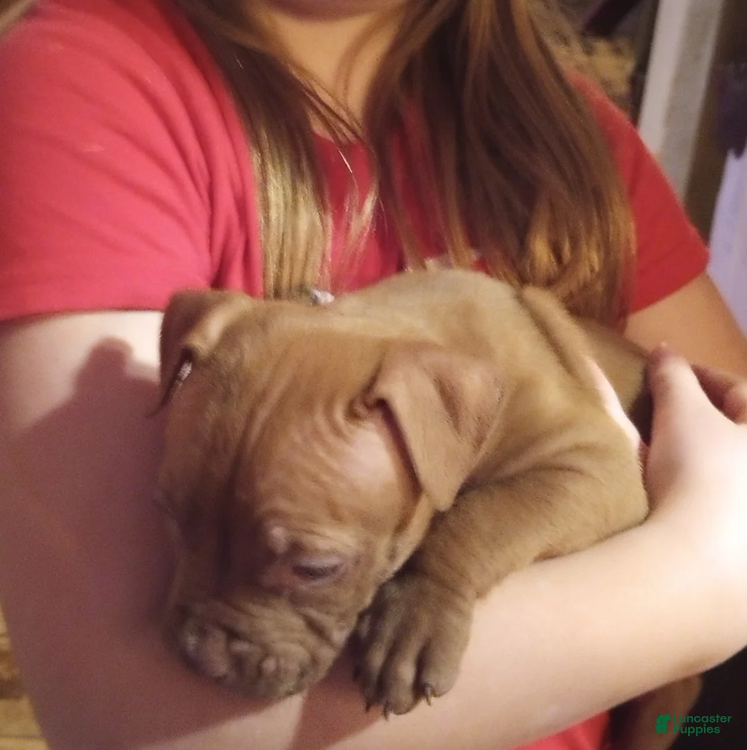 American Bully dogs for sale: Jax Forrest - Ad 1