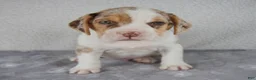 Beabull dogs for sale: Chase - Ad 1