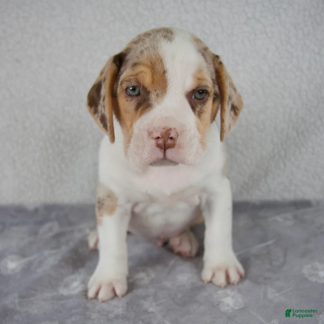 Beabull dogs for sale: Chase - Ad 1