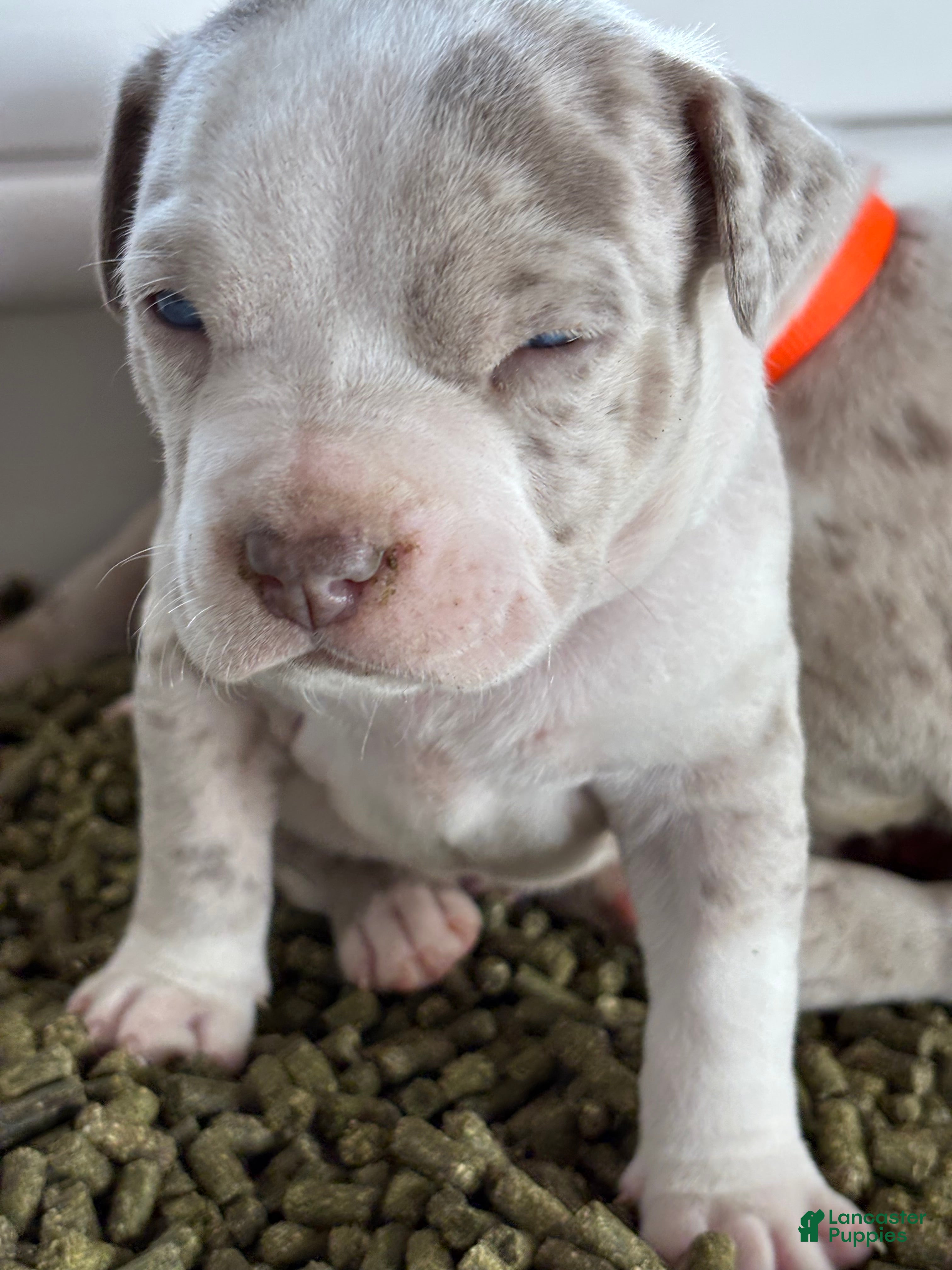 American Bully dogs ROME The XL Bully - Ad 9