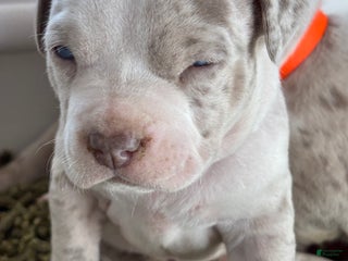 American Bully dogs American Bully Puppy 3 - Ad 42