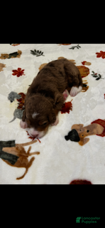 Bernedoodle dogs Chocolate Hershey (Grey) - Ad 1